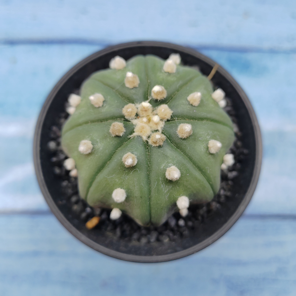 Astrophytum Asterias (Астрофитум)