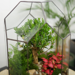 Готовый флорариум бонсай Самшит Бонсариум с озером