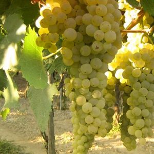Треббиано (Trebbiano) - белый сорт винограда