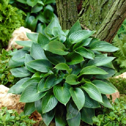 Хоста гибридная Devon Green