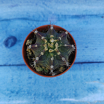 Gymnocalycium Friedrichii (Гимнокалициум)