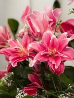 Лилия Елена (махровая серия «Роузлили»)