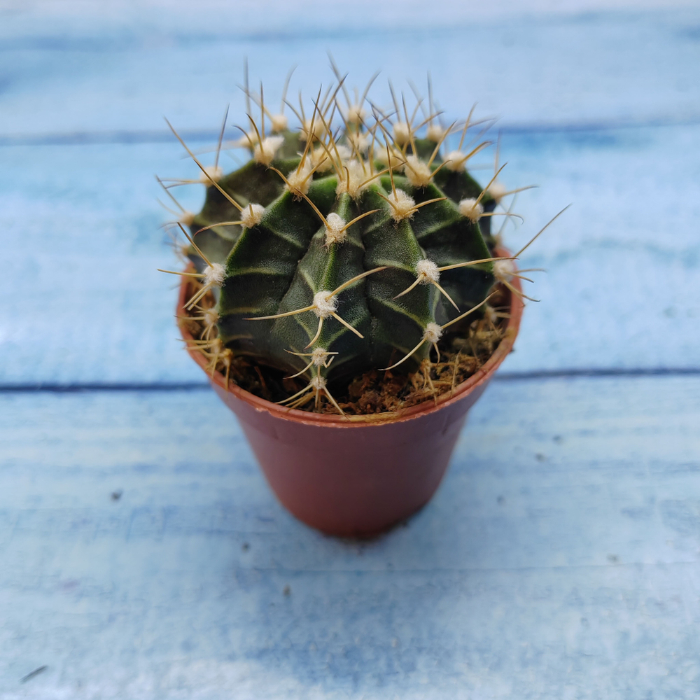 Gymnocalycium Friedrichii (Гимнокалициум)