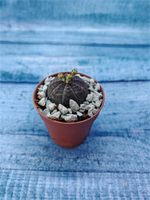 Суккулент Euphorbia Obesa (Эуфорбия)