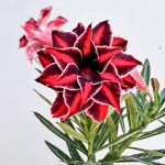 Адениум CHANDRAMAYA 0232