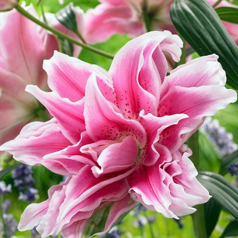 Лилия Розелили Изабелла луковица март 2026