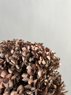 Гортензия стабилизированная коричневая