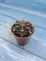 Gymnocalycium Friedrichii (Гимнокалициум)