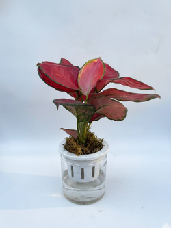 Аглаонема Auspicious д.11 горшок с автополивом