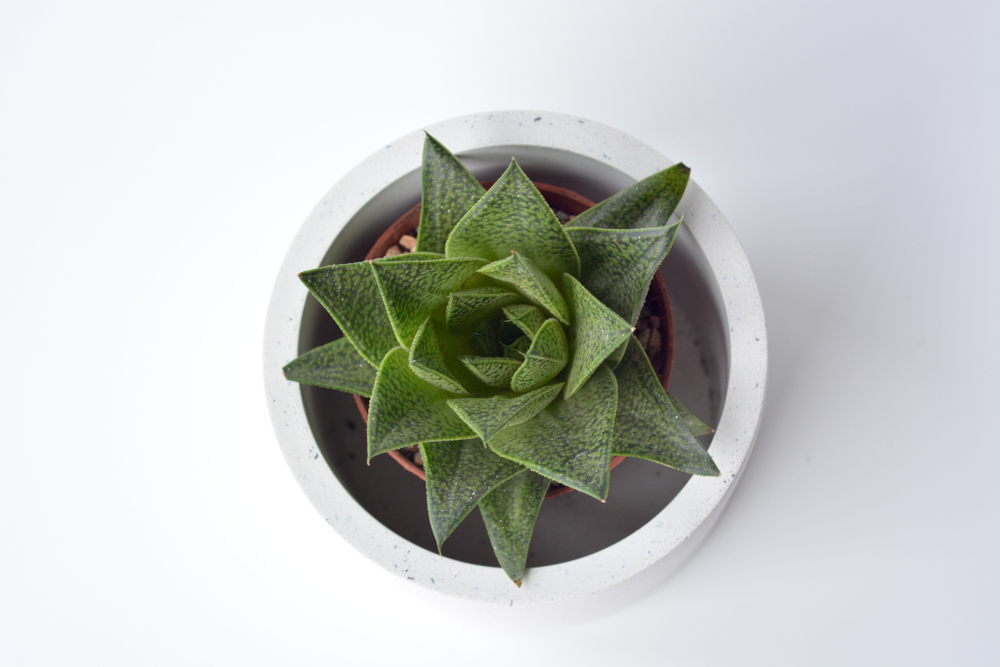 Гастералоэ / Gasteraloe
