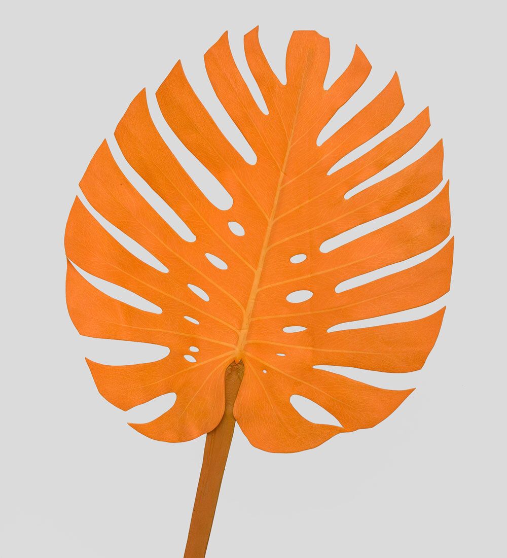 TR 606L Монстера