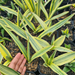 Сансевиерия KATANA