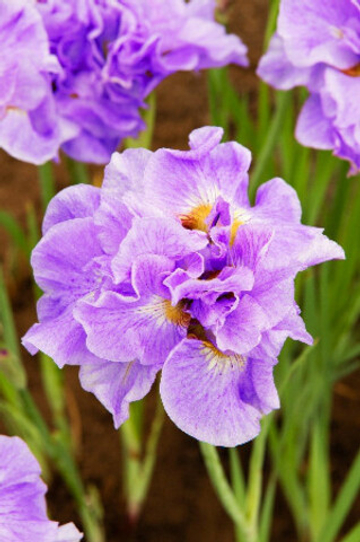 Ирис Сибирский Хэвинг Фан