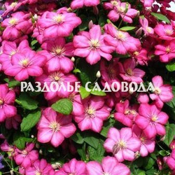 Клематис крупноцветковый Вилль де Лион