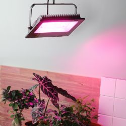 Фитопрожектор для растений светодиодный ЭРА FITO-100W-RB-LED для цветения и плодоношения красно-синего спектра 100 Вт