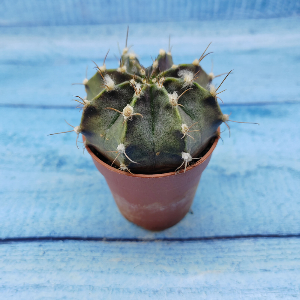 Gymnocalycium Friedrichii (Гимнокалициум)