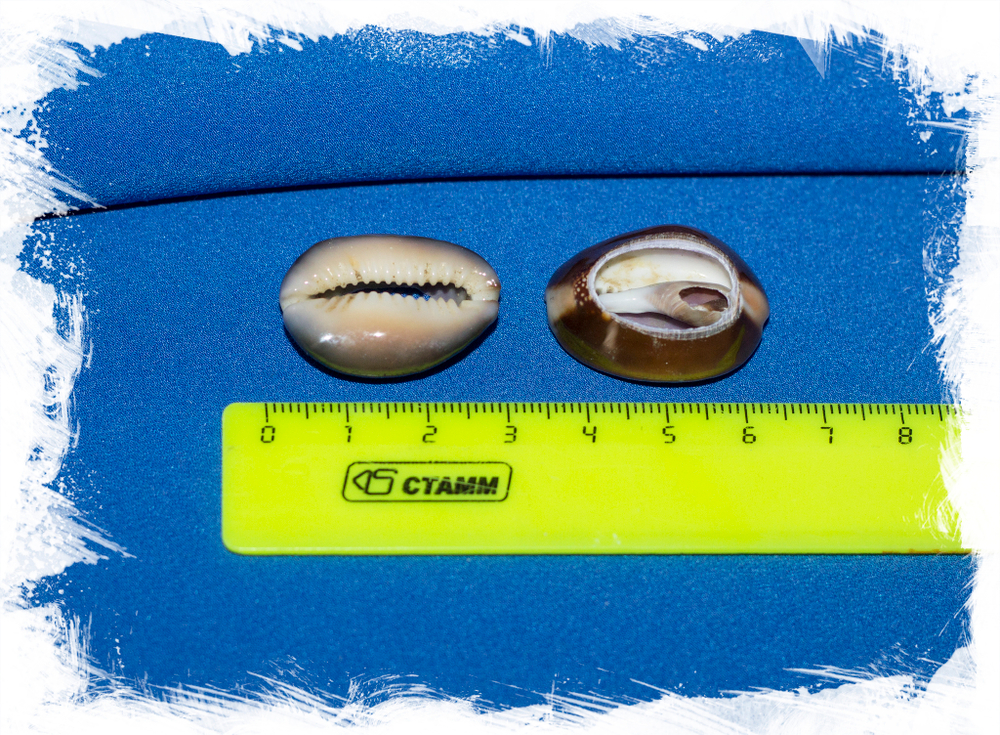 Срез ракушки Ципрея капутсерпентис