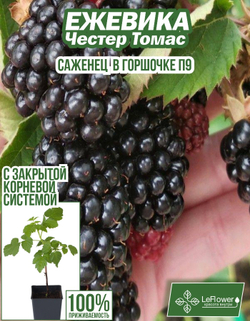 Ежевика, саженец, Честер Томас, 1 шт
