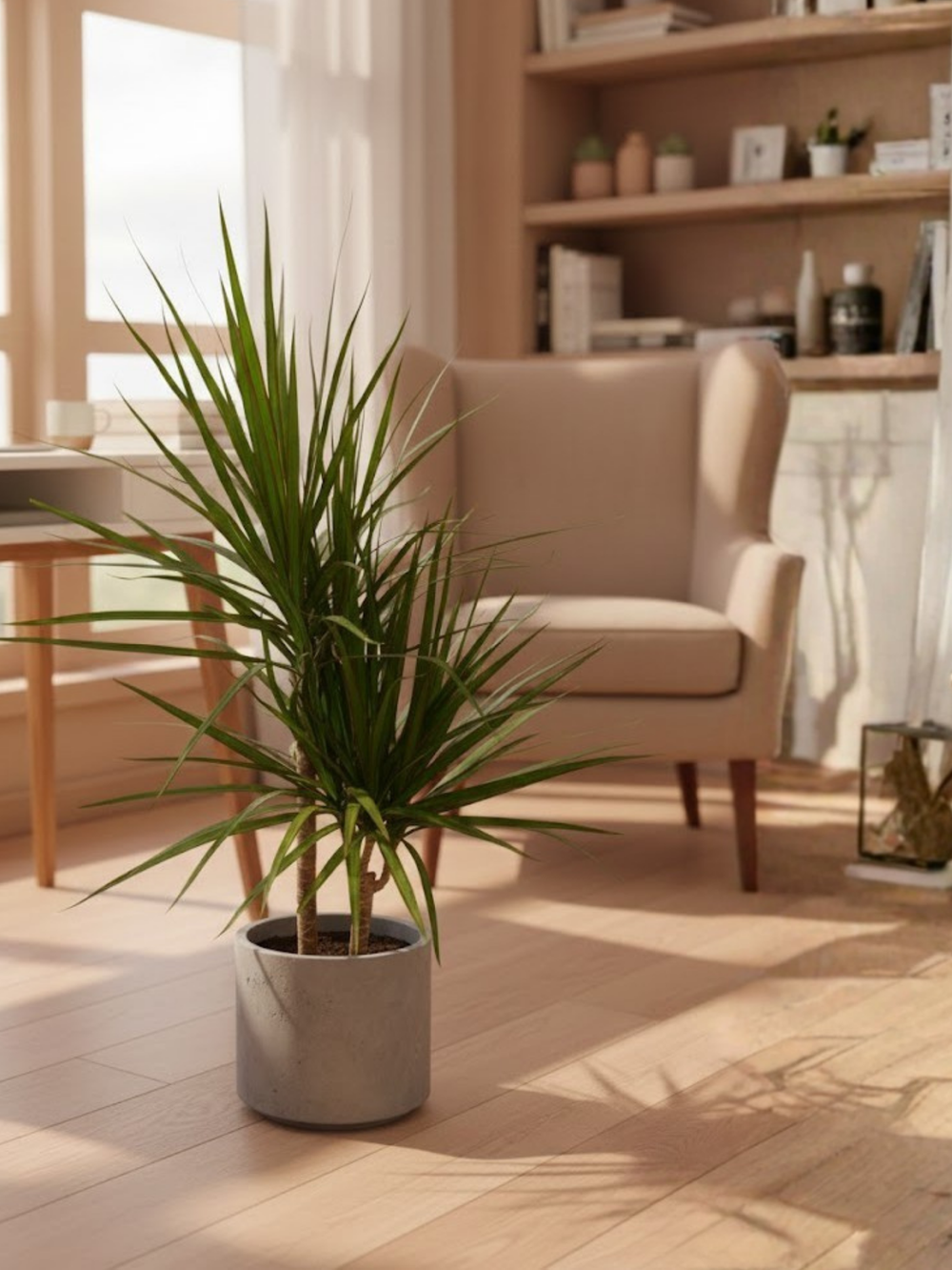 Драцена Маргината д.21