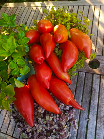 Дьявол Джерси сорт томата