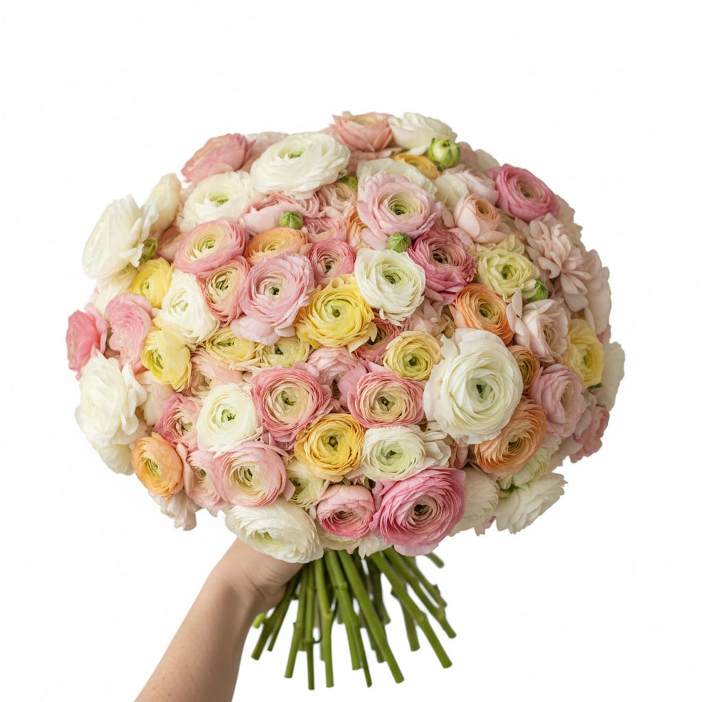 раннукулюсы