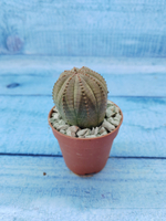 Euphoria Obesa (Эуфорбия)