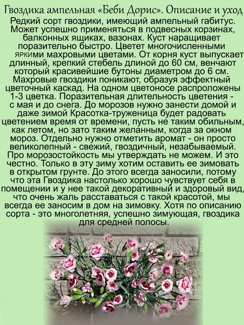 Гвоздика Беби Дорис ампельная