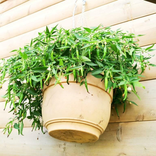 Ампельный Карликовый Горшечный Острый Перчик