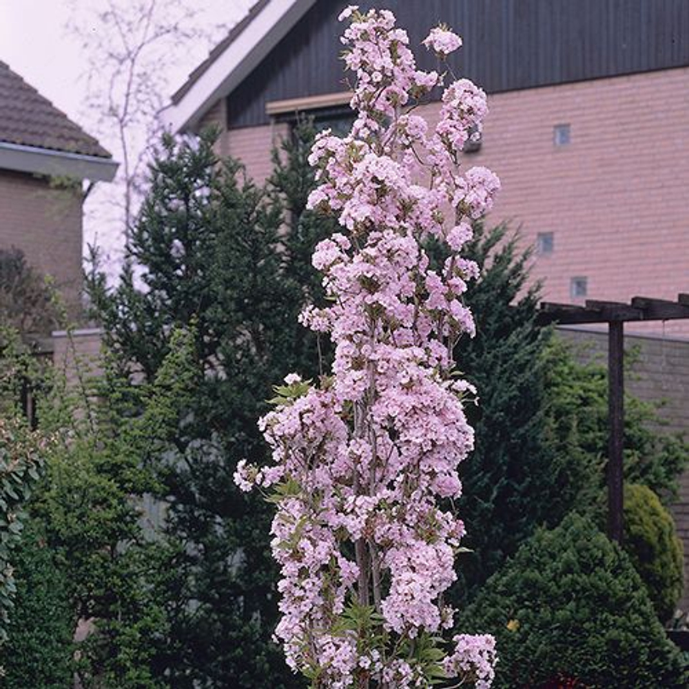 Сакура Аманогава C12 250-300