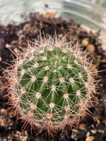 Эхинопсис гибридный Неприхотливый суперцветущий кактус! Ослепительные цветы размером с блюдце. Для самого занятого цветовода.Кактус Эхинопсис гибридный