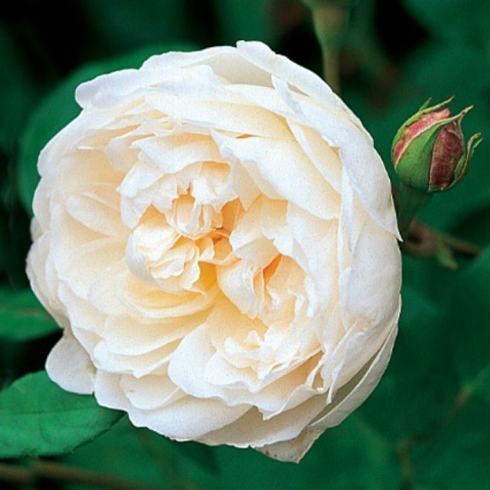 Роза английская Glamis Castle