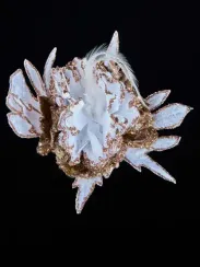 Декоративный цветок Дворцовый Пион 24х15 см., белый с коричневым, на клипсе, Christmas DeLuxe (88924)