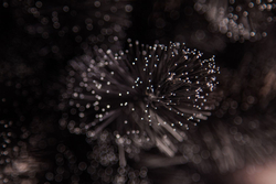 Пихта Прелестная 185см черная Triumph Tree