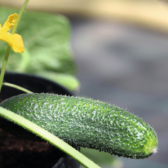 АЛПАКА F1 семена огурца Bejo цена – фото 2