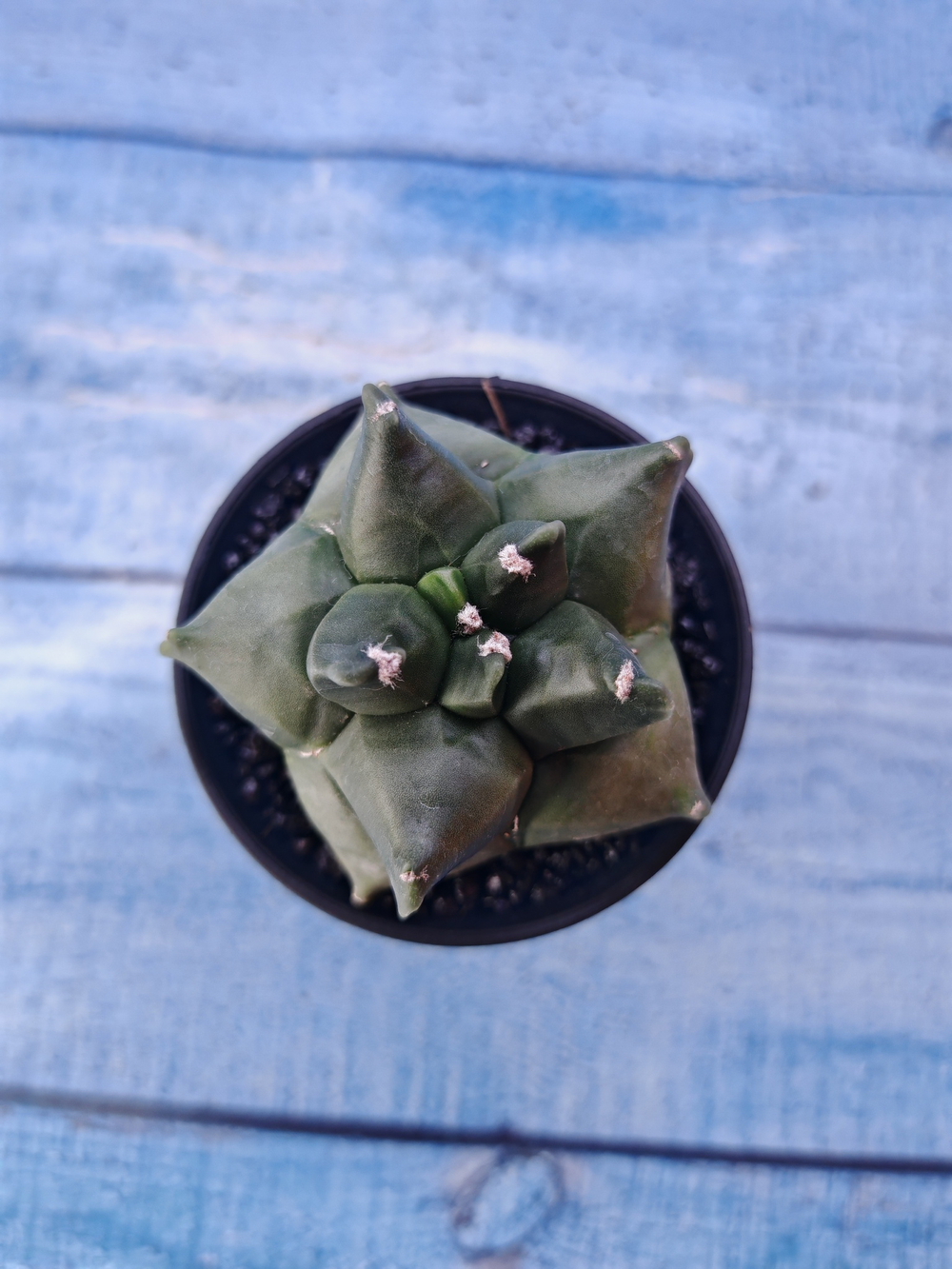 Astrophytum Myriostigma monstrosa (Астрофитум)