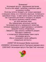 Актинидия Аргута (ж) Чан Бай Гиант Великанша