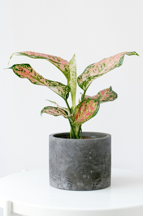 Аглаонема Кримсон Лав