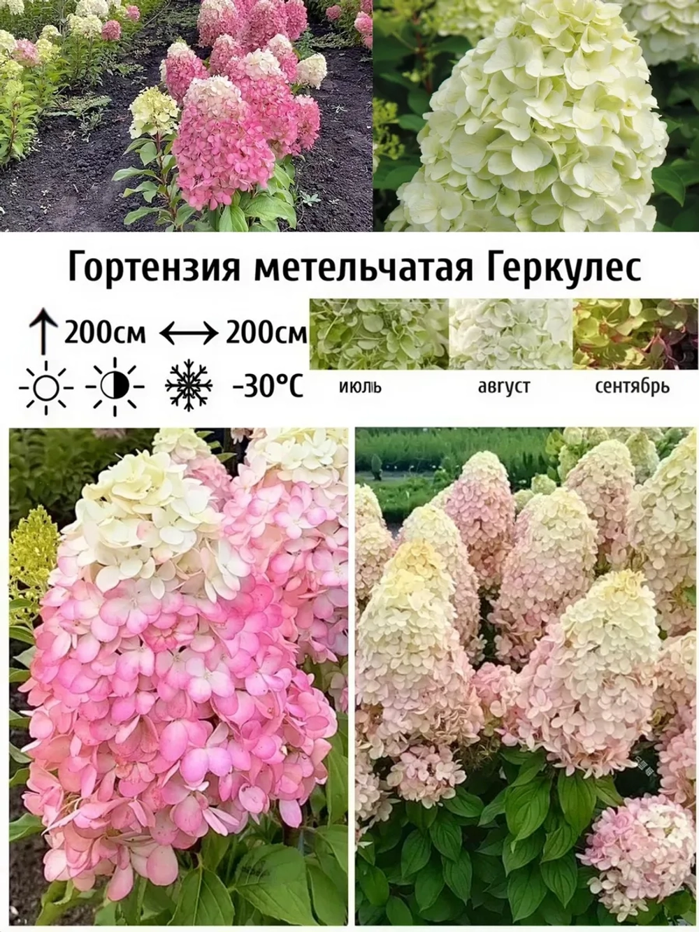 Геркулес гортензия метельчатая