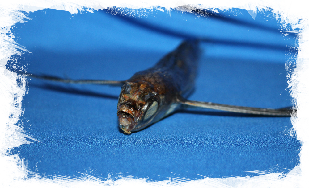 Коллекционная Летучая рыба, Exocoetus volitans