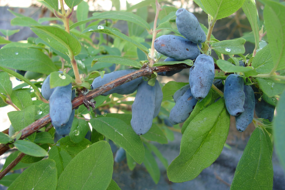 Саженец Жимолости съедобной «Волхова» (Сладкая классика, Без горечи, Не осыпается, Высокоурожайная)
