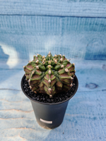 Gymnocalycium T-Rex Pink hybrid (Гимнокалициум)