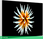 Монитор Apple Pro Display XDR Standard Glass without Pro Stand