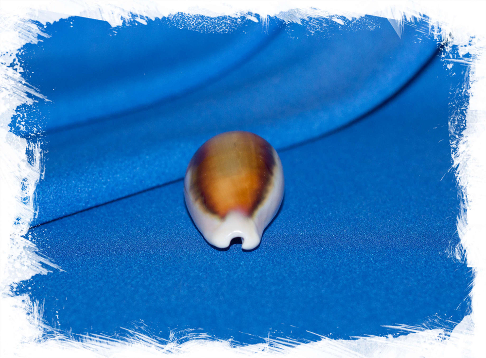Ракушка Chestnut cowry, Каштановая каури
