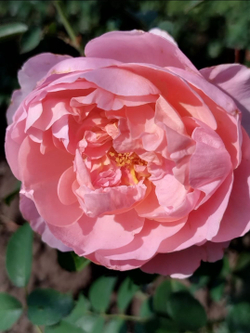 Роза Сувенир де Луи Амад Rosa Souvenir de Louis Amade