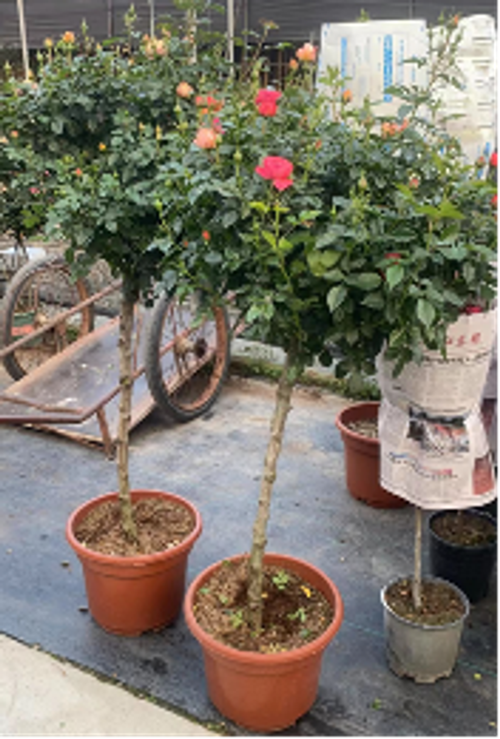 Роза штамб д.31