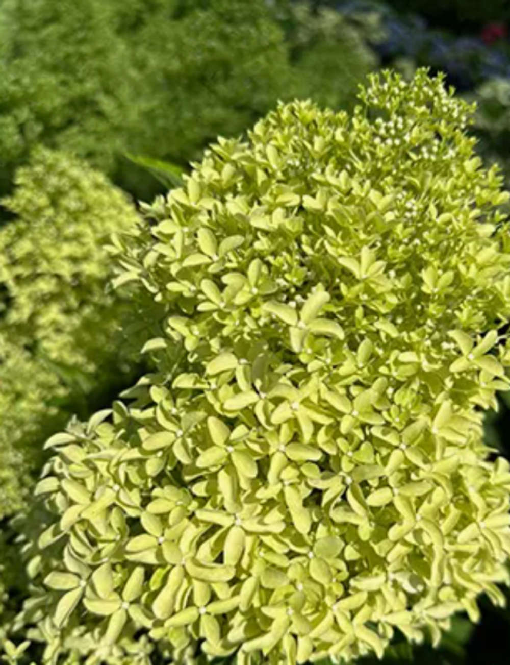 Гортензия метельчатая Magical Lime Sparkle в контейнере 0,5л