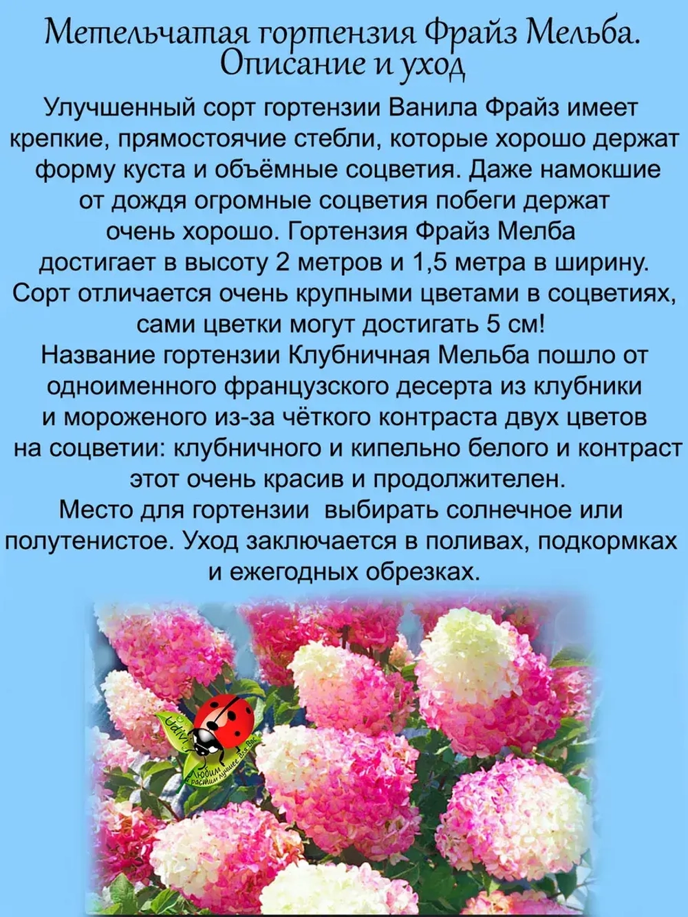 Гортензия Фрайз Мельба Клубничная Мельба метельчатая