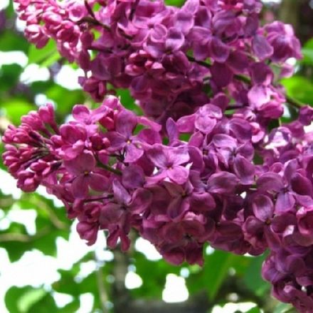 Сирень Красная Москва