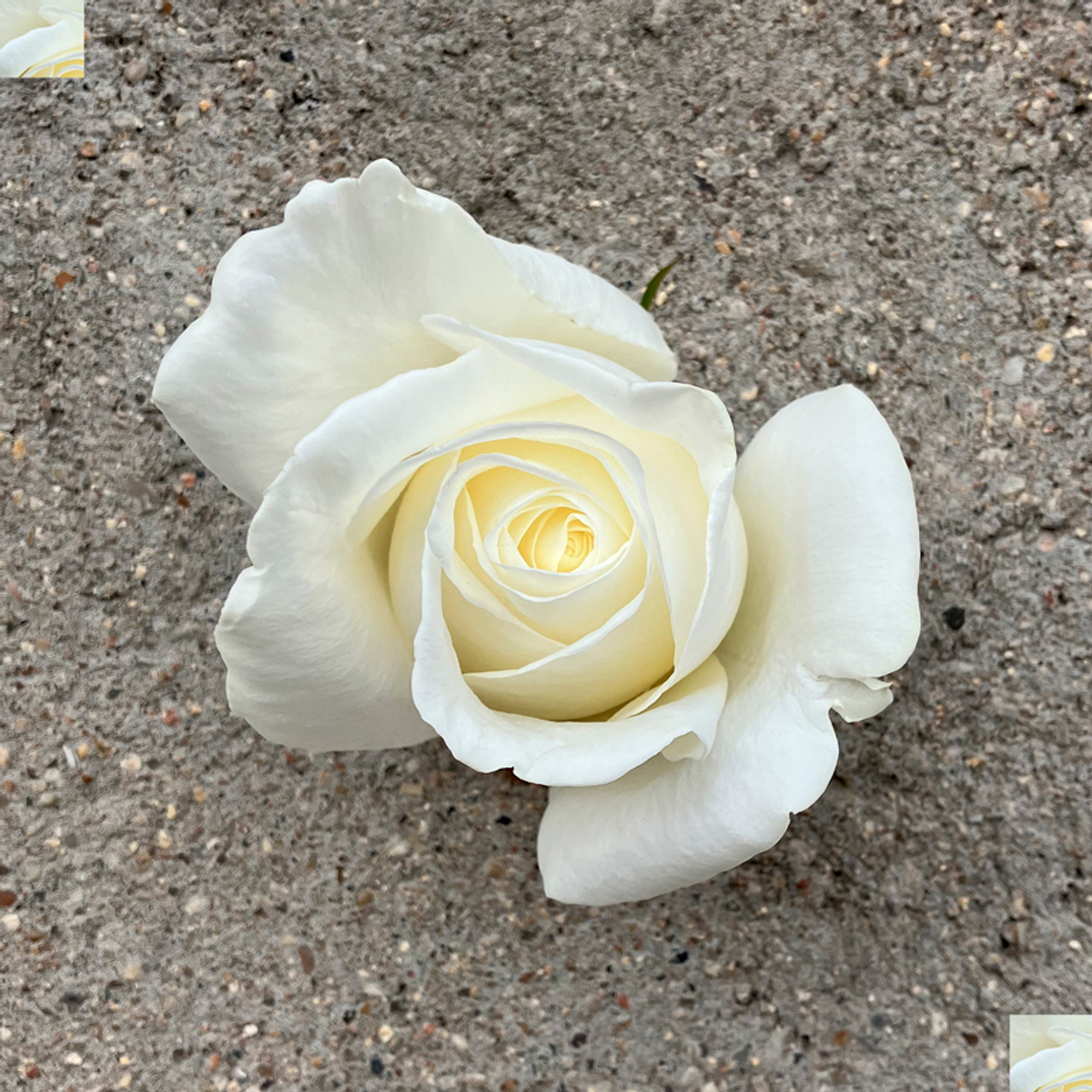 Норма Джин (Norma Jean) — невероятная белая душистая роза