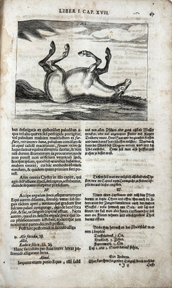 Винтер Г. С. Гиппиатр. Эксперт по лошадям, или полное собрание по медицине. 1678